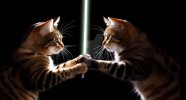 the_fight_for_the_kitty_light_saber_by_chillbird69_dfue5ri-414w-2x.jpg