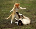 catfight.JPG